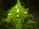 Dianthus barbatus (2015, May 12)