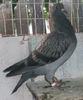 APDC0604