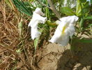 azalea Schneegold