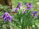 iris germanica