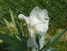 iris florentina