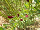 citysus Boskoop ruby