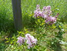syringa Josee