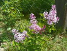 syringa Josee