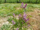 syringa Miss Kim