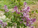 syringa Miss Kim