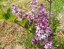syringa Miss Kim