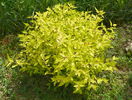 spiraea Golden Princess