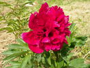 Rubra plena