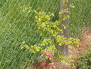 crataegus Pauls Scarlet - pierdut