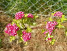 crataegus Pauls Scarlet - pierdut