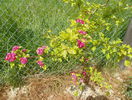 crataegus Pauls Scarlet - pierdut