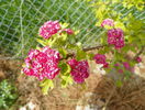 crataegus Paul's Scarlet