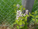 syringa superba