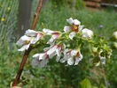 xanthoceras sorbifolium