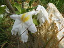 azalea Schneegold