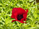 papaver or. Brillant