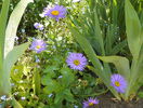 aster Happy End