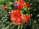 papaver orientale