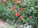 papaver orientale si geranium magnificum