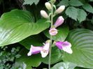 hosta si dege%u0163el