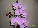 SAM_9627