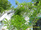 SAM_9530
