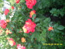 SAM_9635
