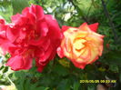 SAM_9636