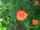 SAM_9638