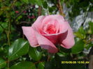 SAM_9647