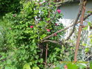 SAM_9648