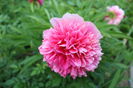 Rosea Plena