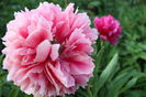 Rosea Plena