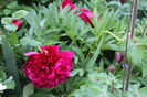 Rubra plena