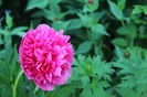 Rosea Plena