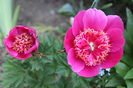 anemoniflora