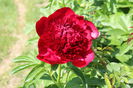 Red Charm