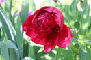 Red Charm