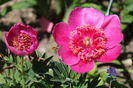 anemoniflora