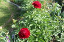 Red Charm