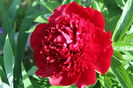 Red Charm