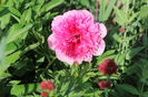 Rosea Plena