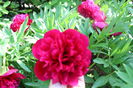 Rubra plena