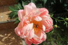 Coral charm