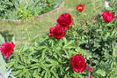 Red Charm si Scarlet oHara
