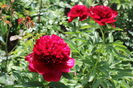Red Charm
