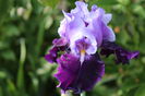 Bluebird Wine