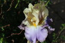 Lullaby of Spring