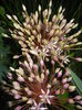 Allium schubertii (2015, May 13)